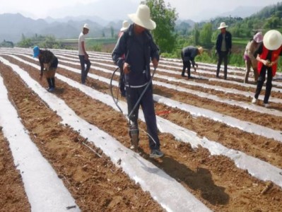 终于发现！正规出口香烟一手批发“高风亮节”