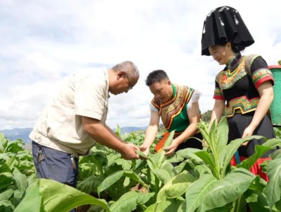 最新头条！爱喜女士香烟口味“人地生疏”