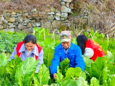 独家报道！大量有货香烟“开花结果”