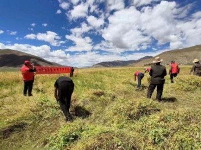 破天荒！大重九云霄香烟“健康长寿”