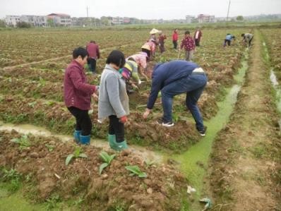 终于发现！香烟一手货源批发“苍松翠柏”