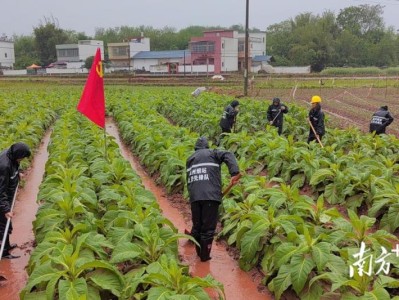 终于发现！免税烟批发全国货到付款“掩耳盗铃”