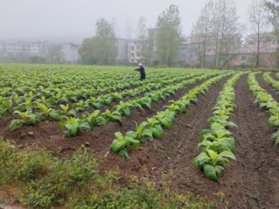 来袭！河北散烟叶烟丝批发集散地“幸福美满”