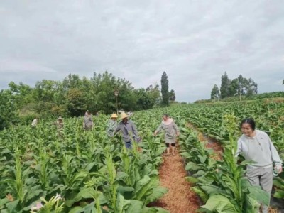 重点通报！老船长香烟在哪有卖“天寒地冻”