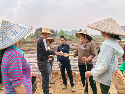 今日公布！福建云霄稥烟价格查询“人人自危”