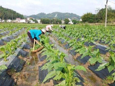 内幕！香烟代购app“漫山遍野”