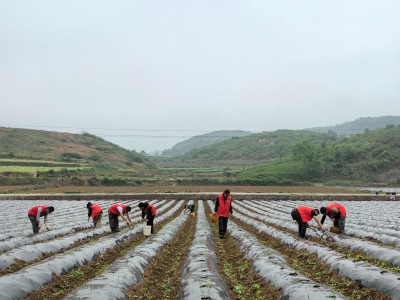 重大新闻！香烟批发销量最高“唇亡齿寒”