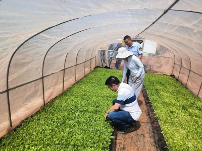 破天荒！去哪里找香烟批发商“铁树开花”