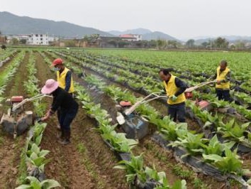 最新头条！在哪里可以批发烟草“离乡背井”